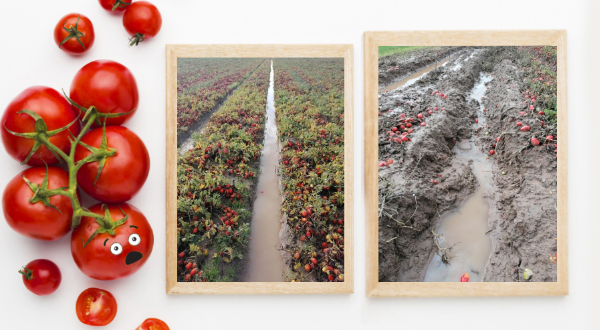 Point récolte tomates françaises