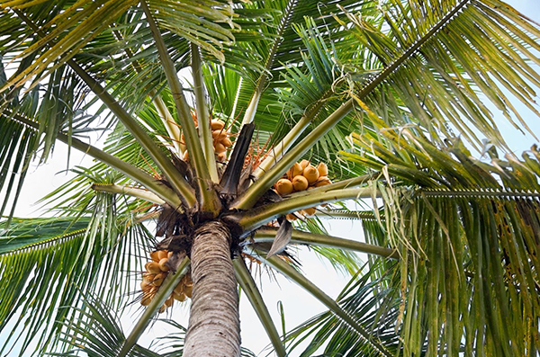 Qu'est-ce que le " sucre de coco" ou sève de fleur de cocotier ?