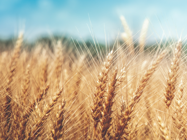 Conséquences de la crise Russo-Ukrainienne sur le blé