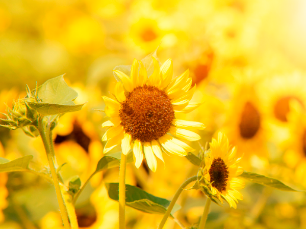 La situation du tournesol (huile & graines) en europe